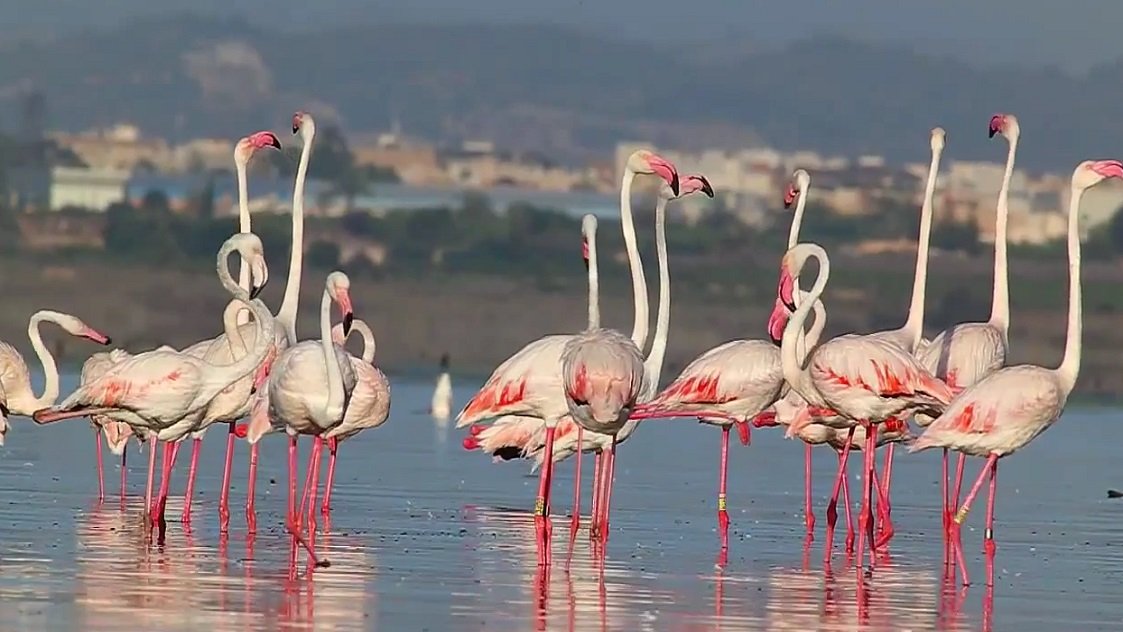 Fauna en las lagunas de Torrevieja