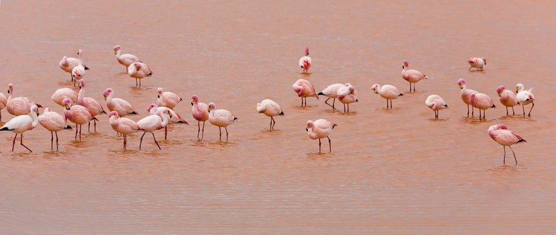 Flamencos en la Laguna Rosa