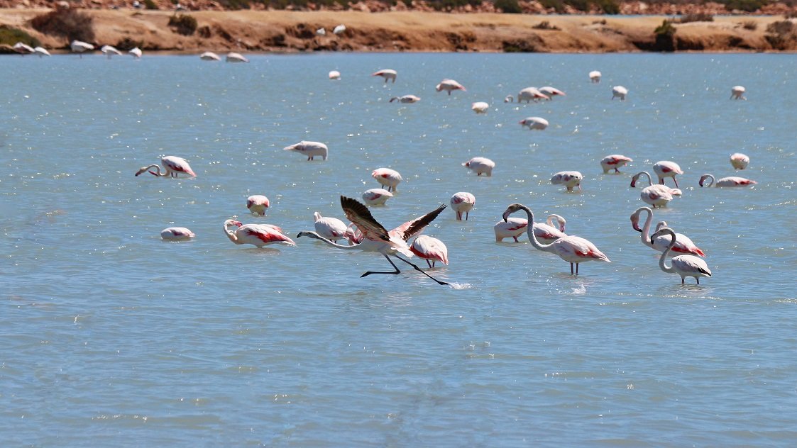 Flamencos en las Salinas de San Pedro