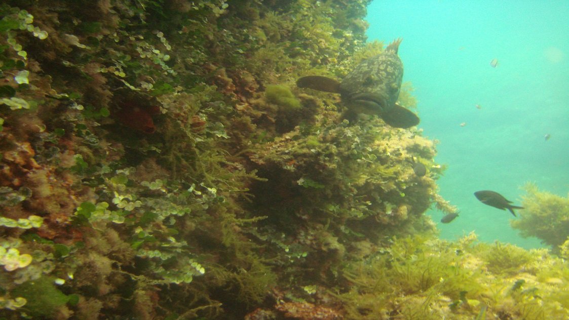 Buceo en las Islas Columbretes