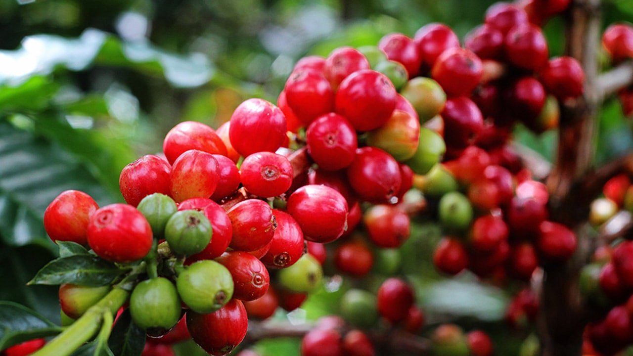 granos café Colombia