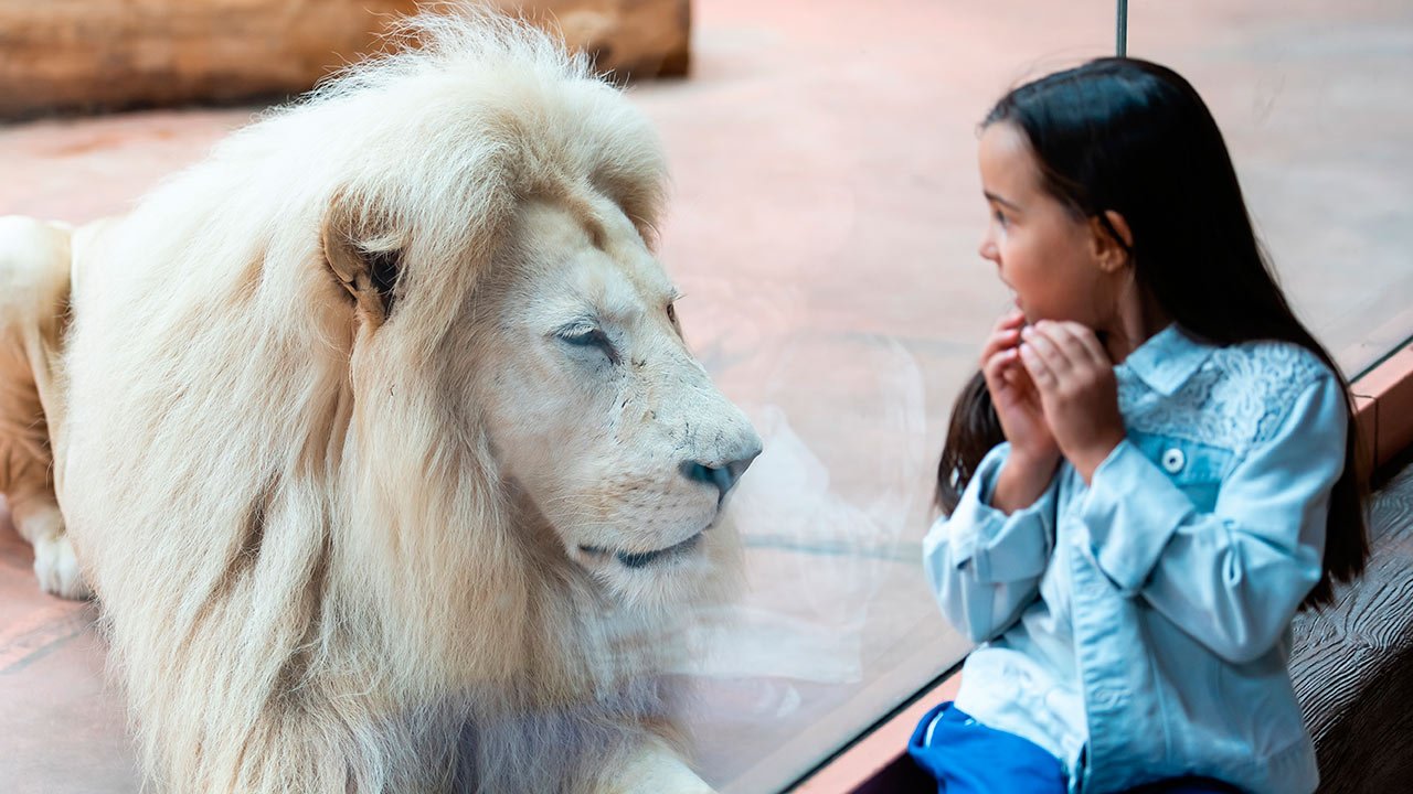 Niña mirando león