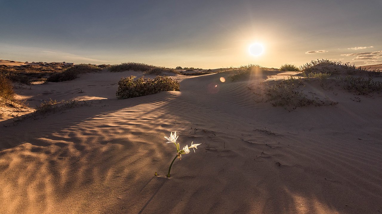 Dunas en la Playa de La Llana