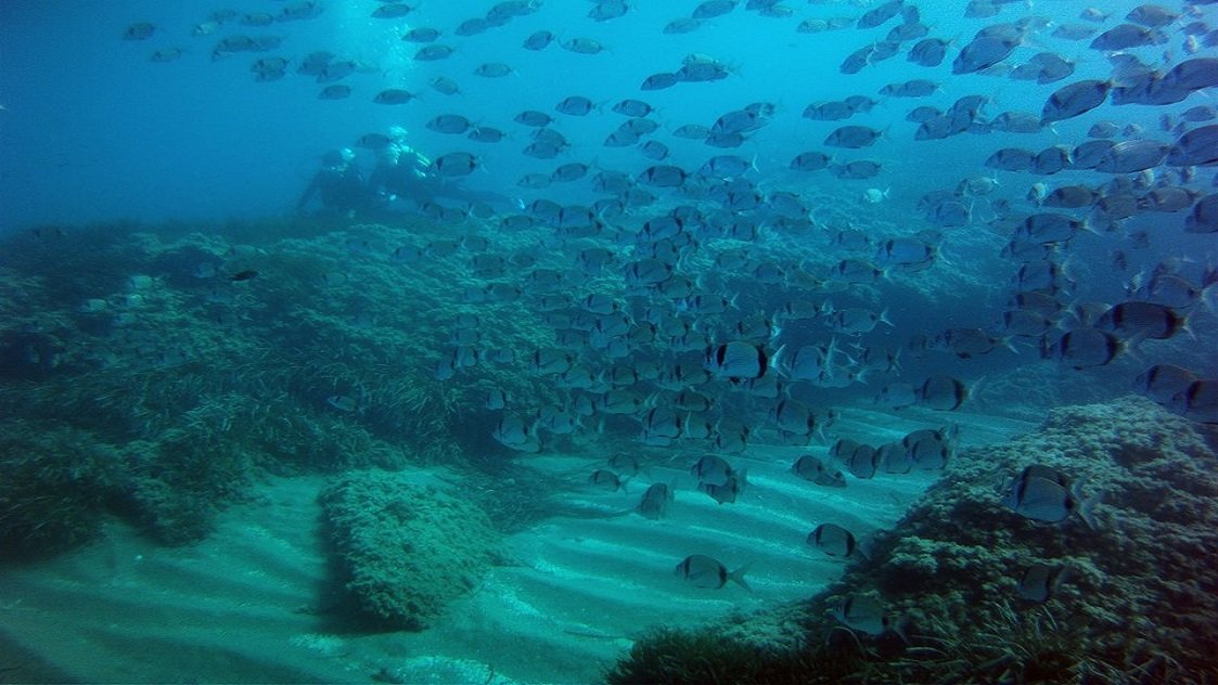 Fauna marina en Almería