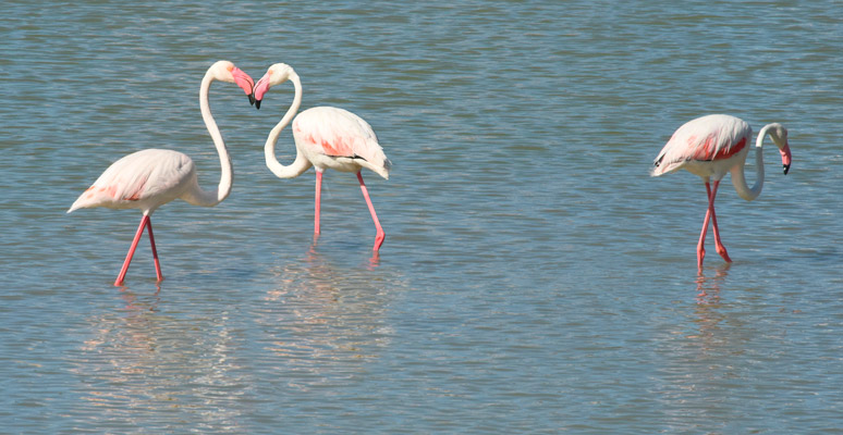 Fauna en las salinas de Calpe