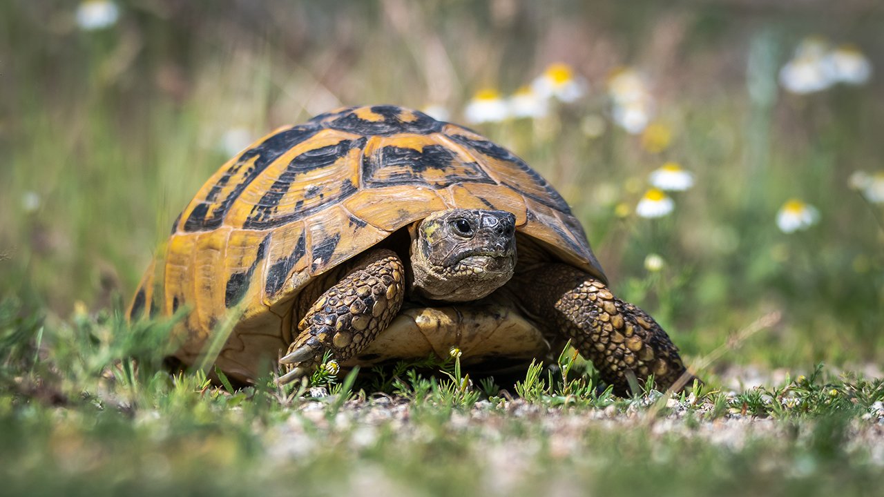 Tortuga en Sierra de Irta
