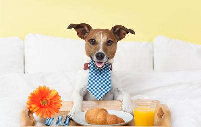 Viaja con tu perrito Benidorm